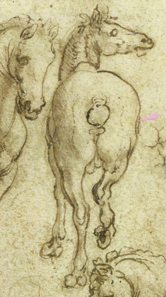 More lovely horse anatomy: The rear view