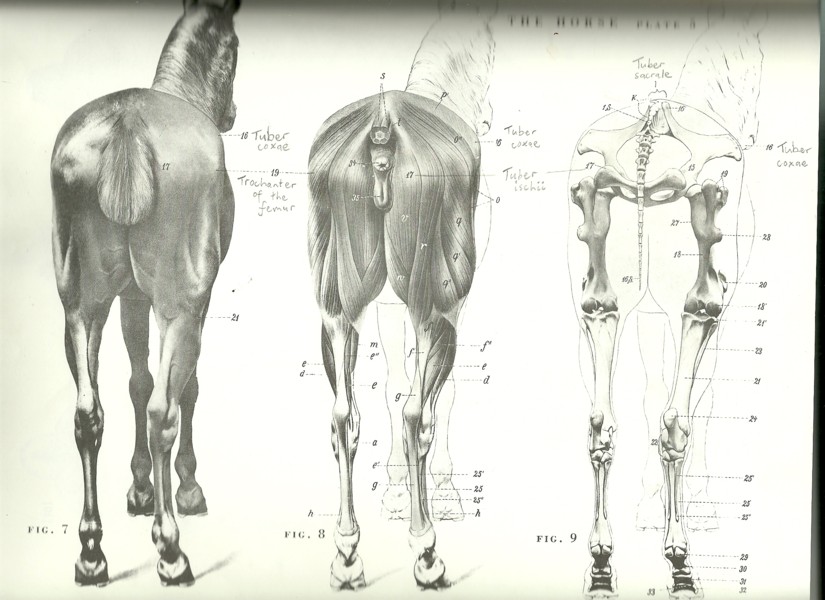 Image of Fifth dissected layer of a horse, front view