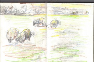 sketchbook_sheep_autumn_light_Marianne_Dorn