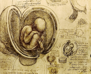 The_foetus_in_utero_Leonardo_da_Vinci_c.1510-12