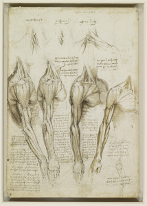 the_muscles_of_the_shoulder_arm_and_neck_Leonardo_c1510