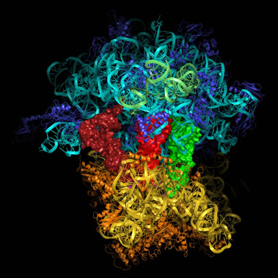 ribosome_structure