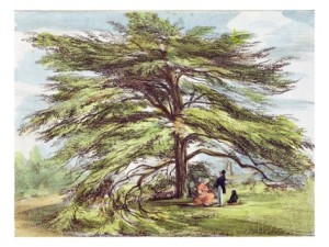 george-ernest-papendiek-the-lebanon-cedar-tree-in-the-arboretum-kew-gardens-plate-21