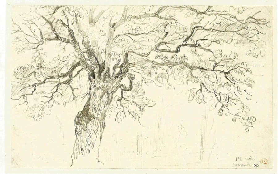 Delacroix study of an oak